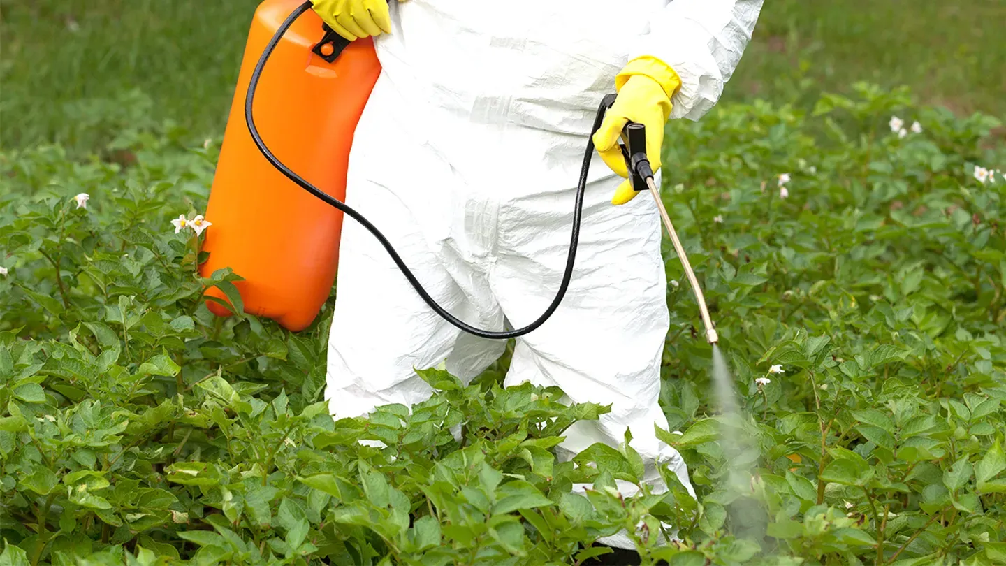 Everyday chemicals in foods and pesticides may be damaging your gut