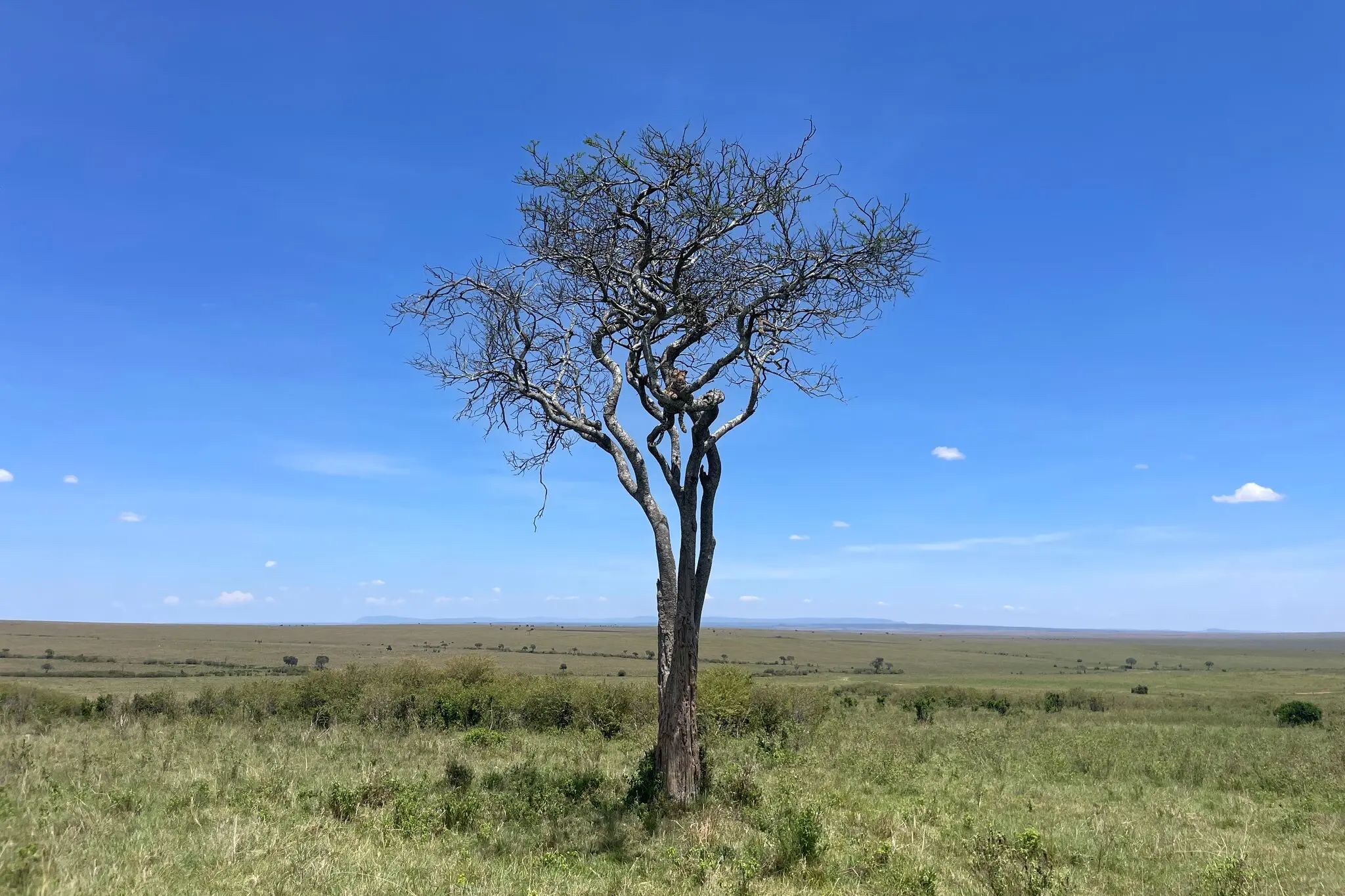 Is a $3,500-a-Night Safari Camp 