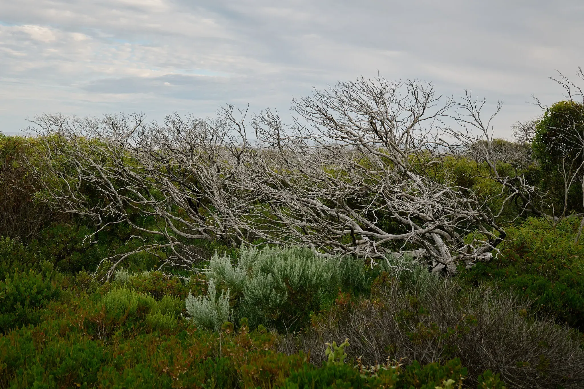 Wild Landscapes and a Celebrity Koala A Journey Across an Australian Island