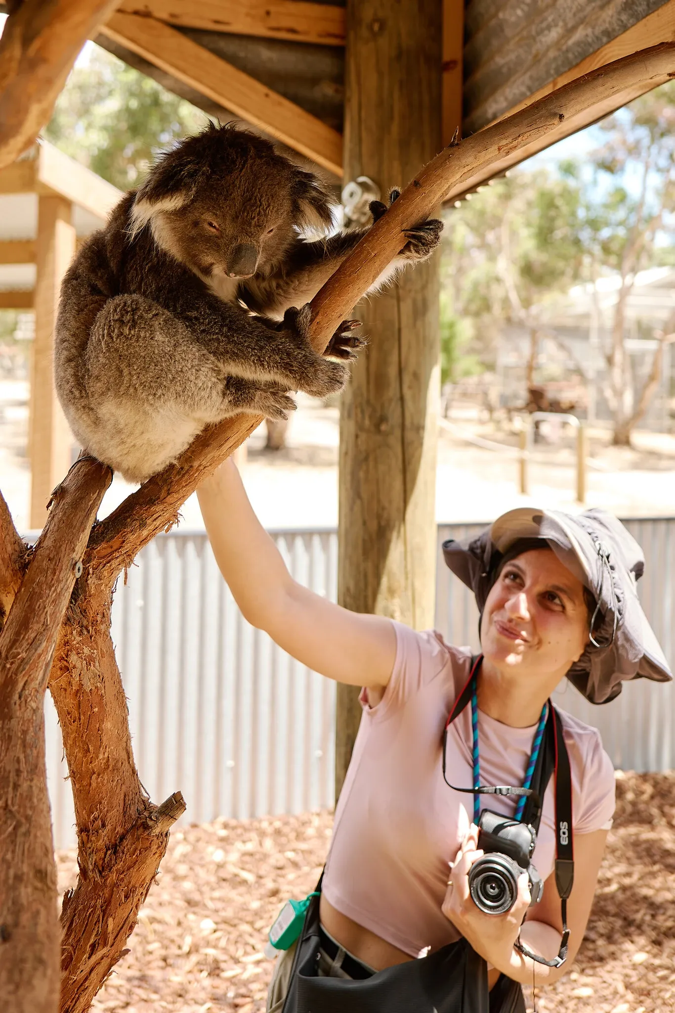 Wild Landscapes and a Celebrity Koala A Journey Across an Australian Island