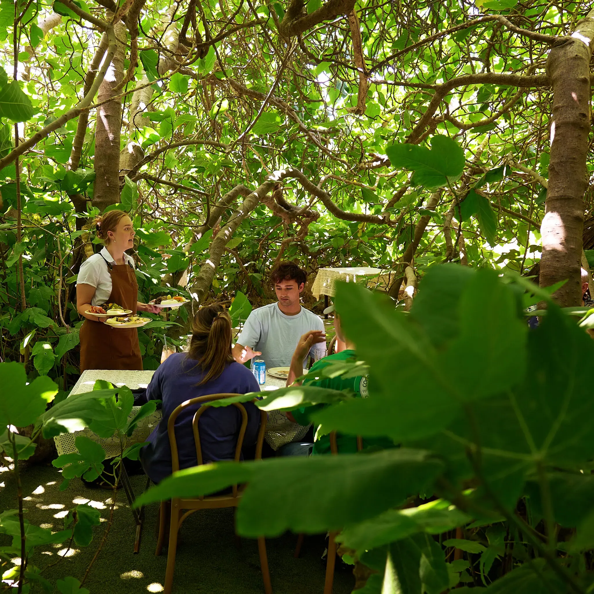 Wild Landscapes and a Celebrity Koala A Journey Across an Australian Island